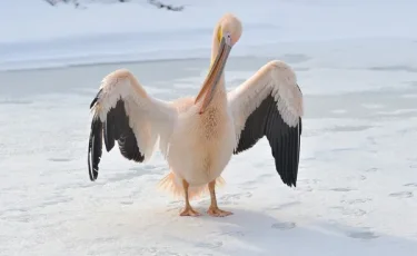 Жительница Семея временно приютила у себя замерзшего пеликана (видео)