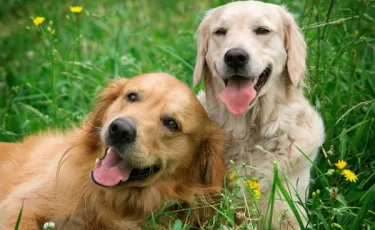 Слишком милые - устоять нельзя: ученые объяснили почему мы так любим собак