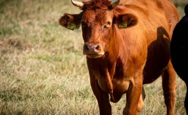Массовая гибель скота в Акмолинской области: фермеры бьют тревогу