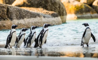 Африканские пингвины могут исчезнуть в течение десяти лет