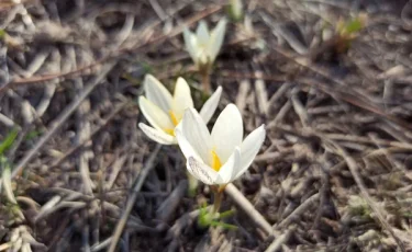 Краснокнижный алатауский крокус неожиданно расцвел в Алматы