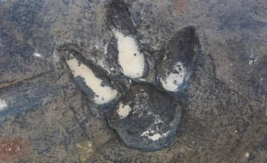 В итальянских горах обнаружены тысячи следов динозавров, которым более 200 млн лет