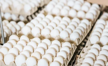 Казахстан временно ограничил импорт куриных яиц