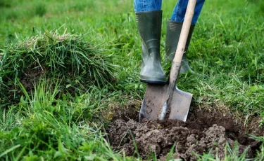 Экология с вознаграждением: в Узбекистане будут выплачивать деньги за посадку деревьев