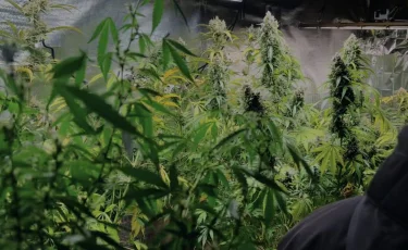 Сельчанин превратил баню в плантацию конопли в Алматинской области