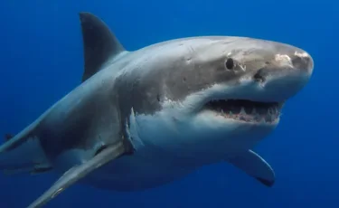 В Средиземном море исчезают крупные акулы: ученые бьют тревогу