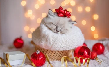 Как не проспать Новый год: важные советы от сомнолога