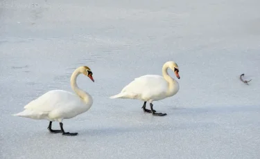 Сыңарын тастап кете алмаған: Баянауылда үсіп қалған аққулар құтқарылды