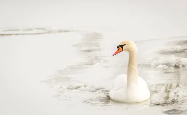 Одинокий лебедь не может улететь на юг: как жители Караганды пытаются спасти птицу