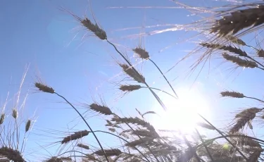 Елімізде ауыл шаруашылығы өнімдерінің жалпы көлемі 6,1%-ға артты