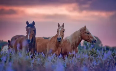 Год Лошади на пороге: что говорят мировые религии о благородном скакуне
