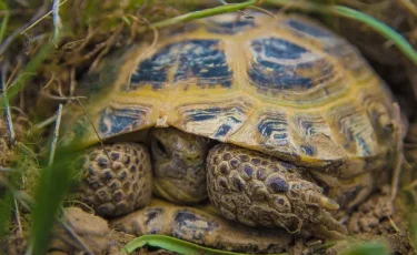 Введен запрет: использование черепахи теперь грозит крупным штрафом