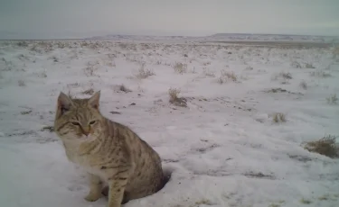 Үстіртте дала мысығы камераға түсіп қалды