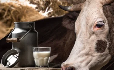 АПК усиливает темп: в Казахстане выросло производство мяса и молока