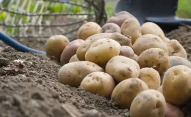 Аграрный рекорд: Казахстан собрал максимальный за 18 лет урожай картофеля