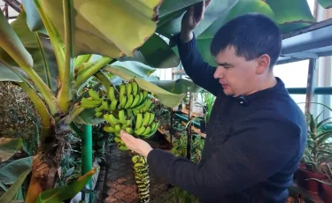 Тропики среди снегов: в ботаническом саду Петропавловска поспевает экзотический урожай