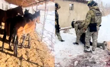 Шығын 5 млн теңге: Жетісуда мал ұрлығымен айналысқан қылмыстық топ құрықталды