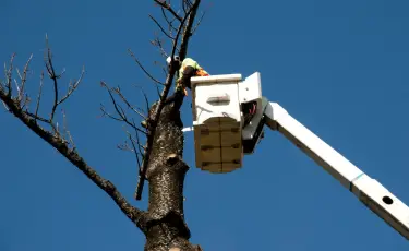 В каких случаях можно получить разрешение на вырубку деревьев в Алматы