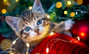 Красиво, но опасно: чем елочные гирлянды вредят домашним питомцам