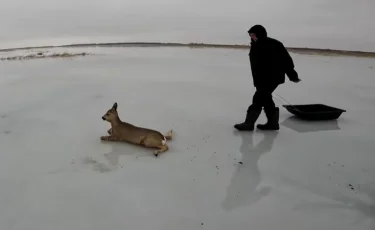 Массовую миграцию косуль из России в Казахстан фиксируют лесники