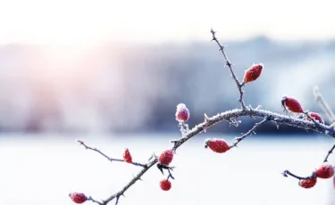 Қазақстанда 35 градусқа дейін аяз болады