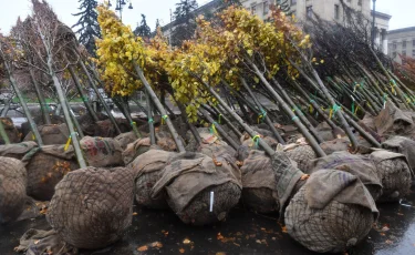 В Алматы до 2030 года планируется высадить еще 1,3 млн деревьев и кустарников