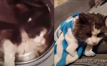 Мысығын кір жуғыш машинаға салып жуған келіншек әкімшілік жауапкершілікке тартылды