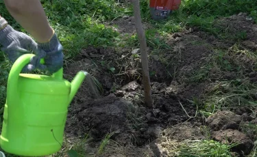 Президенттің 2 млрд ағаш отырғызу туралы тапсырмасы қашан орындалады – министр жауабы