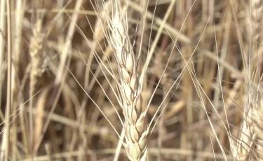 Экспортный потенциал и новые рынки: Казахстан увеличил поставки зерна за рубеж