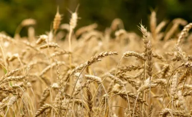 Агросектор Казахстана готовится к полной цифровизации