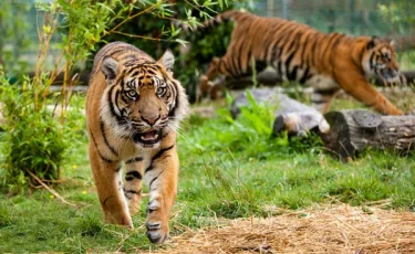 Фермер вступил в схватку с тиграми и спас жизнь животного в Индии