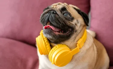 Музыка для кошек и собак: ученые выяснили, какие звуки нравятся животным