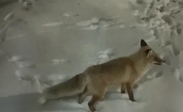 Дикие и бешенные: лисы стали частыми незваными гостями в Акмолинской области