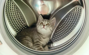 Неудачная шутка: жительница Талдыкоргана прокрутила кота в стиральной машине