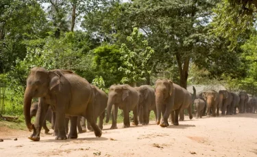 Поезд насмерть сбил группу диких слонов, переходивших железную дорогу