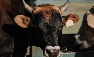 Необычная погоня: полицейские столицы пытались задержать корову (видео)