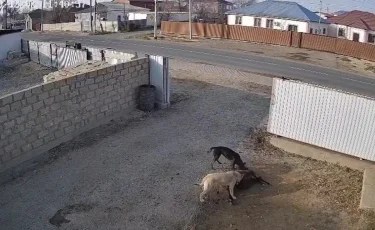 Загрызают скот: бродячие собаки держат в страхе жителей Атырауской области