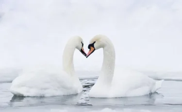 «Не оставил подругу в беде»: история спасения лебединой пары потрясла соцсети