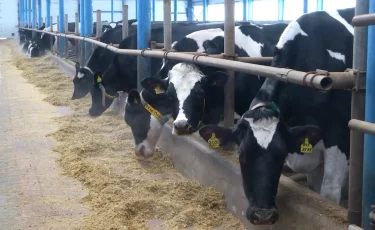 Базарларда жалған мөр соғып, ет сататындарға жаза күшейеді