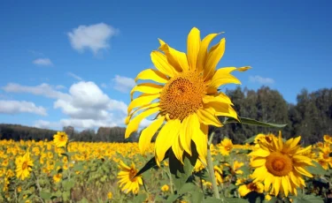 Объем валовой продукции сельского хозяйства увеличился в Казахстане на 6,1 %