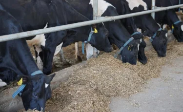 Казахстанская продукция выходит на рынки ЕС и стран Персидского залива