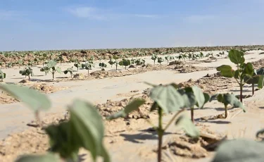 От выращивания хлопка до изготовления одежды: в Туркестанской области создадут масштабный кластер