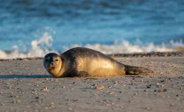 Гибель каспийских тюленей побудила власти Мангистау создать специальный институт