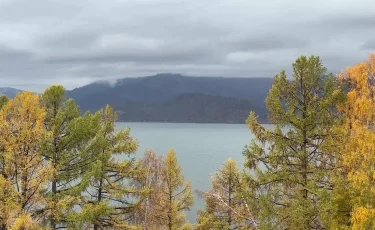 Ақмола облысында 2,2 млрд теңгенің орман алқаптары мемлекет меншігіне қайтарылды