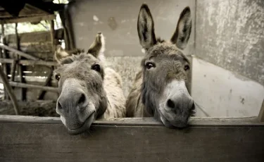 «Король ослов»: мужчина бросил успешную карьеру, посвятив себя животным