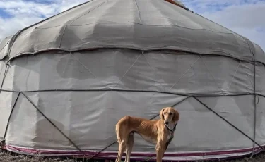 Интеллект и мастерство: охотничьи испытания подтвердили выдающиеся качества казахской тазы