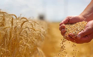 Елден 3,1 млн тонна астық экспортталды