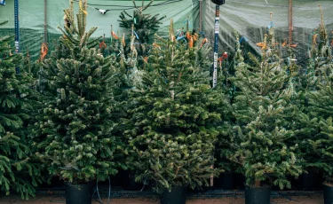 В полиции предупредили о мошенничествах при покупке новогодних елок