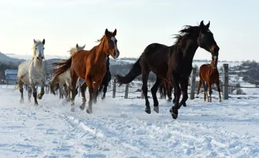 Ледяной плен: табун лошадей погиб во время бурана в ЗКО