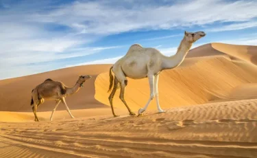 В пустыне в Саудовской Аравии выпал снег (видео)